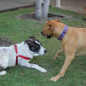 Photo of Daisy
