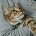 Photo of Cleopatra