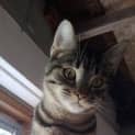 Photo of Benson