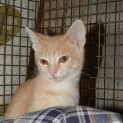 Photo of Ollie