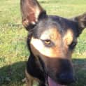 Photo of Penny