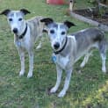 Photo of Bindi & Boz *On Trial In Their New Home*