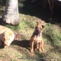 Photo of Boss (On Trial 30/6/14)