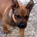 Photo of Boss (On Trial 30/6/14)