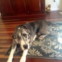 Photo of Maverick