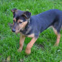 Photo of Rosie