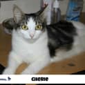 Photo of Cherie