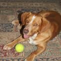 Photo of Chopper