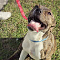 Photo of Lollie