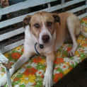 Photo of Miss Lu Chilled Very Loving N Loyal