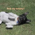 Photo of Bailey (Pending Adoption 9/8/14)
