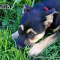 Photo of Puppy Milla (On Trial 12/7/14)