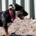 Photo of Puppy Milla (On Trial 12/7/14)