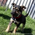 Photo of Puppy Milla (On Trial 12/7/14)