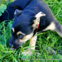 Photo of Puppy Milla (On Trial 12/7/14)