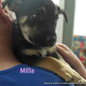 Photo of Puppy Milla (On Trial 12/7/14)