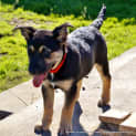 Photo of Puppy Milla (On Trial 12/7/14)