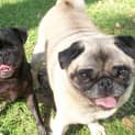 Photo of Bert And Bella (On Trial 29/7/14)