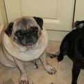 Photo of Bert And Bella (On Trial 29/7/14)