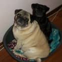 Photo of Bert And Bella (On Trial 29/7/14)