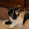 Photo of Lola