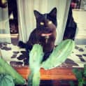 Photo of Lady Velvet