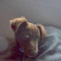 Photo of Puppy Hamilton (On Trial 6/7/14)