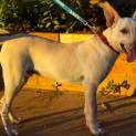 Photo of Rove (D2690) 