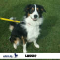 Photo of Lassie