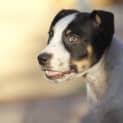Photo of Jack