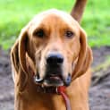 Photo of Boomer