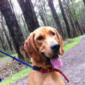 Photo of Boomer