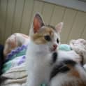 Photo of Bonnie