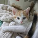 Photo of Biscuit