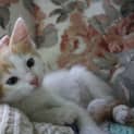 Photo of Biscuit