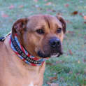 Photo of Rusty