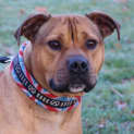 Photo of Rusty