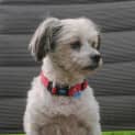 Photo of Boris