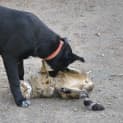 Photo of Tess