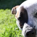 Photo of Puppy Parker (On Trial 12/7/14)