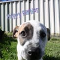Photo of Puppy Parker (On Trial 12/7/14)