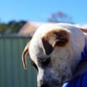 Photo of Puppy Parker (On Trial 12/7/14)