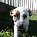 Photo of Puppy Parker (On Trial 12/7/14)