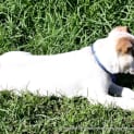 Photo of Puppy Parker (On Trial 12/7/14)