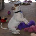 Photo of Puppy Parker (On Trial 12/7/14)