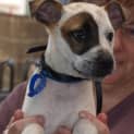 Photo of Puppy Parker (On Trial 12/7/14)