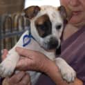 Photo of Puppy Parker (On Trial 12/7/14)