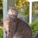 Photo of Toby
