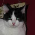 Photo of Blaze