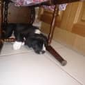 Photo of Mr Chubbs (On Trial 1/8/14)